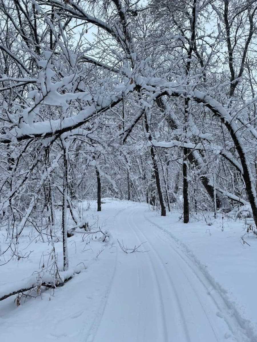 Skiing through the snowy Burwalde woods